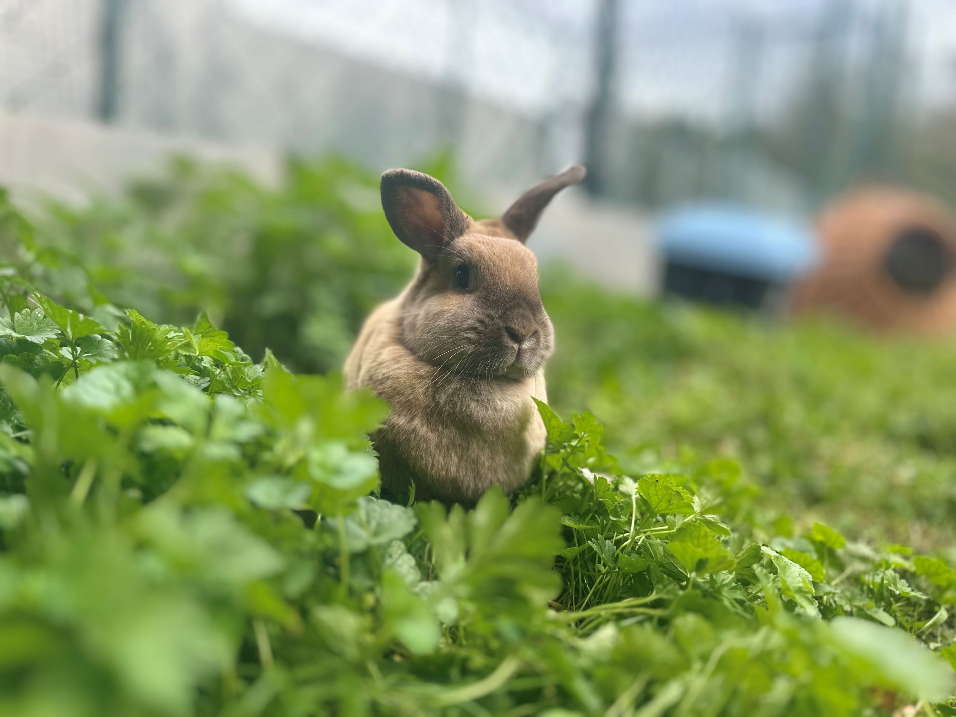 Alana – Tierheim Wipperfürth