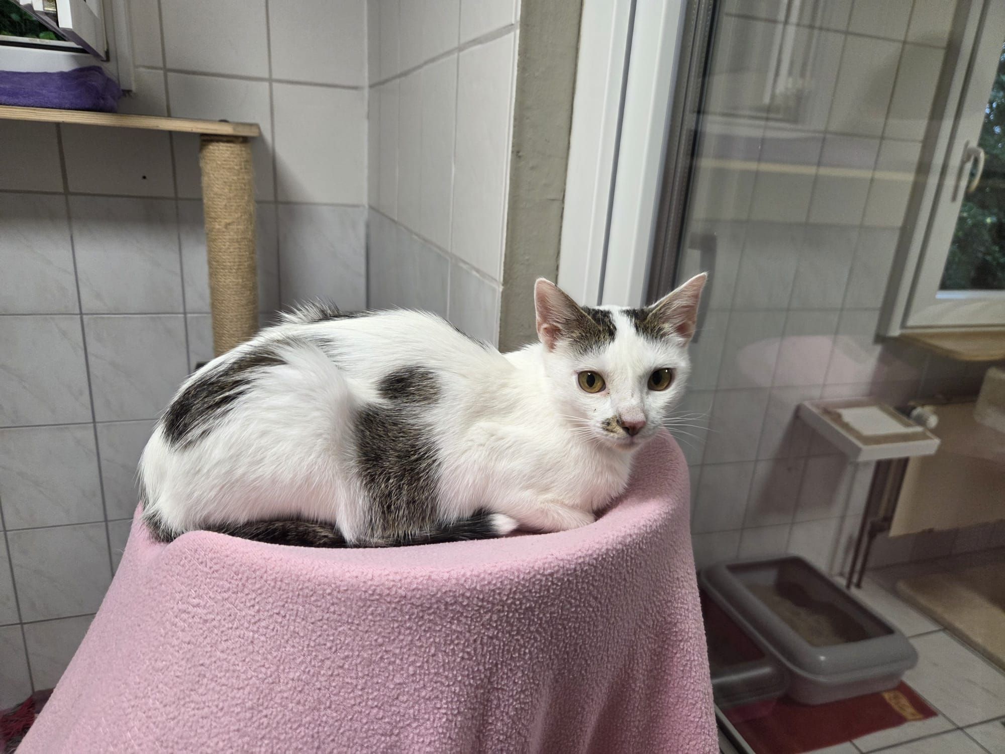 Alice – Tierheim Wipperfürth