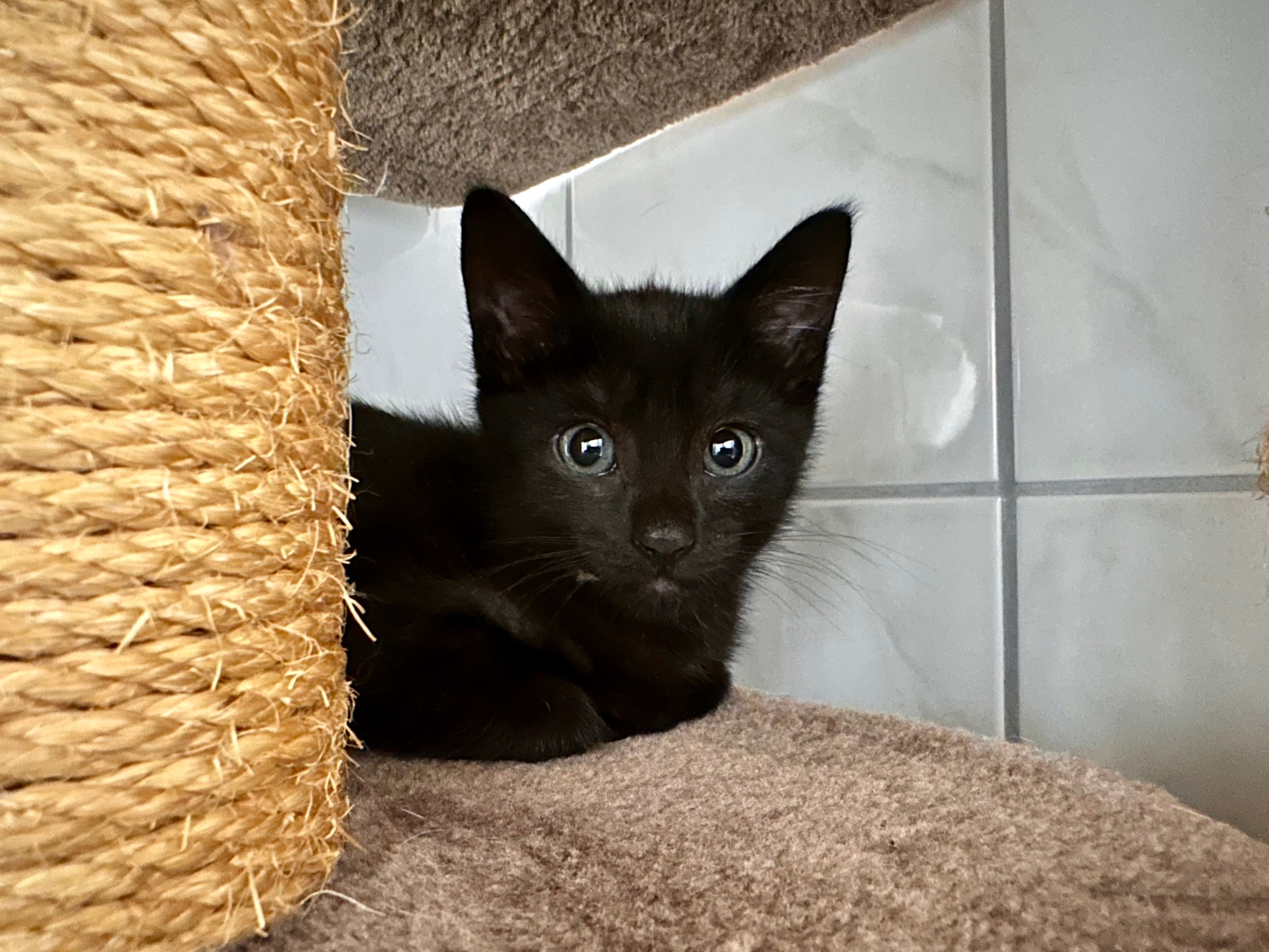 Anna – Tierheim Wipperfürth