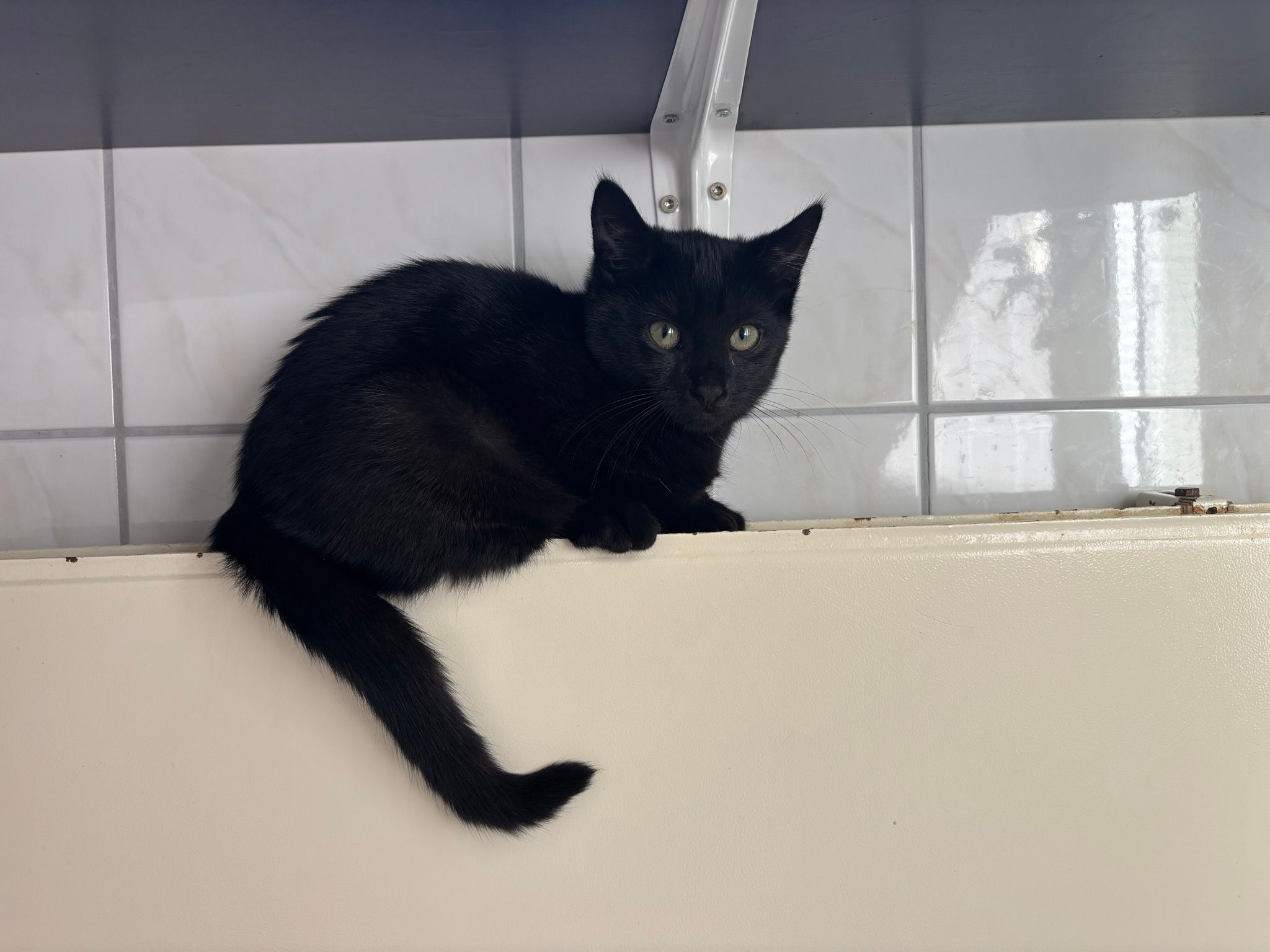Anna – Tierheim Wipperfürth