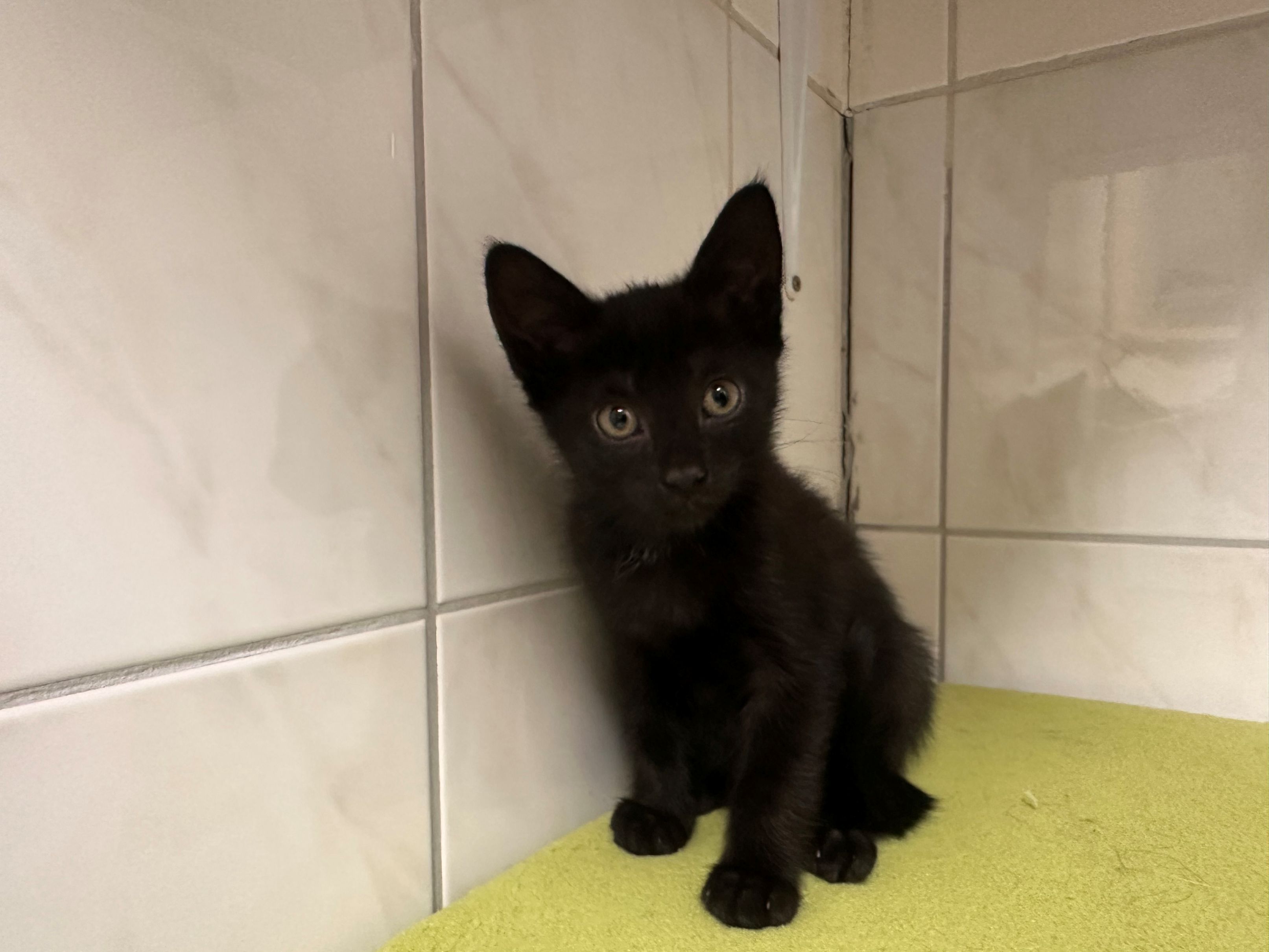 Anni – Tierheim Wipperfürth