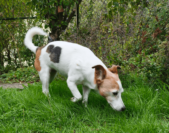 Bella – Tierheim Wipperfürth