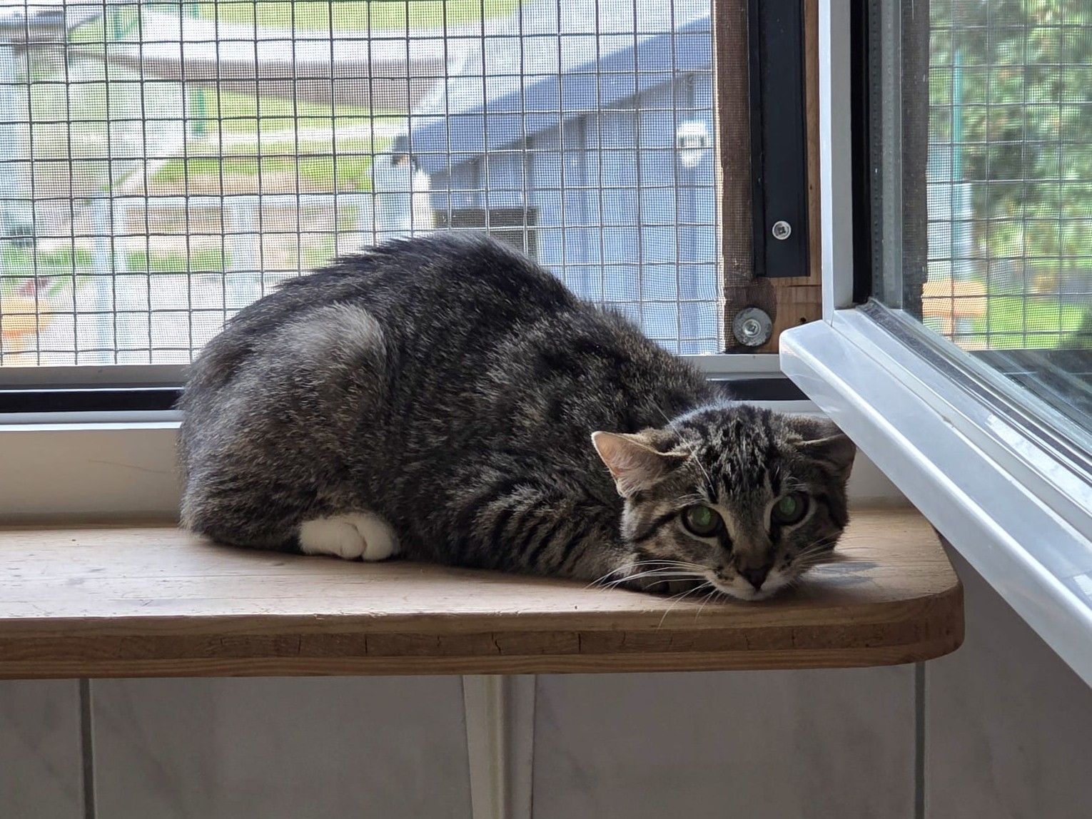Felix – Tierheim Wipperfürth