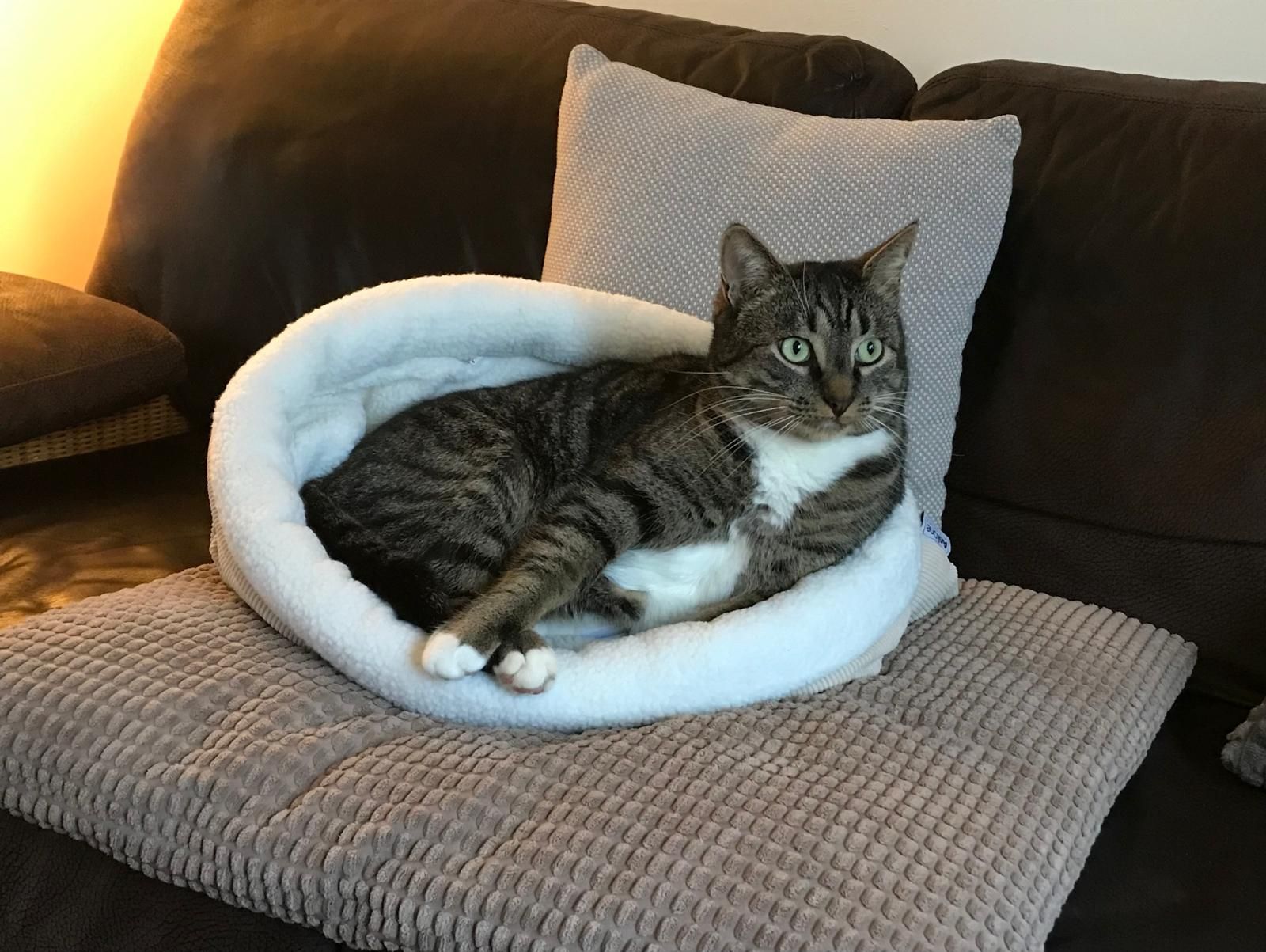 Findus