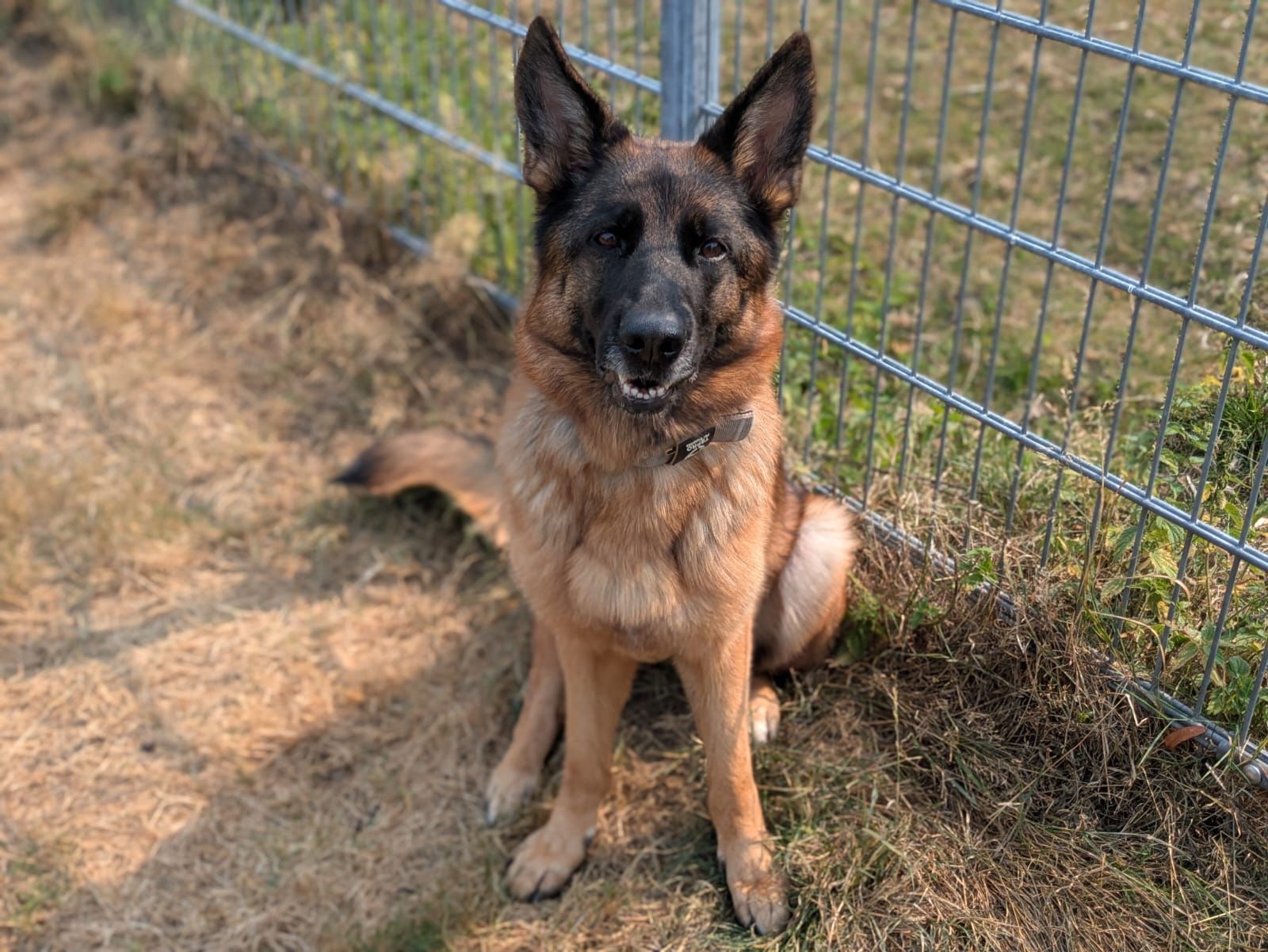 Gina