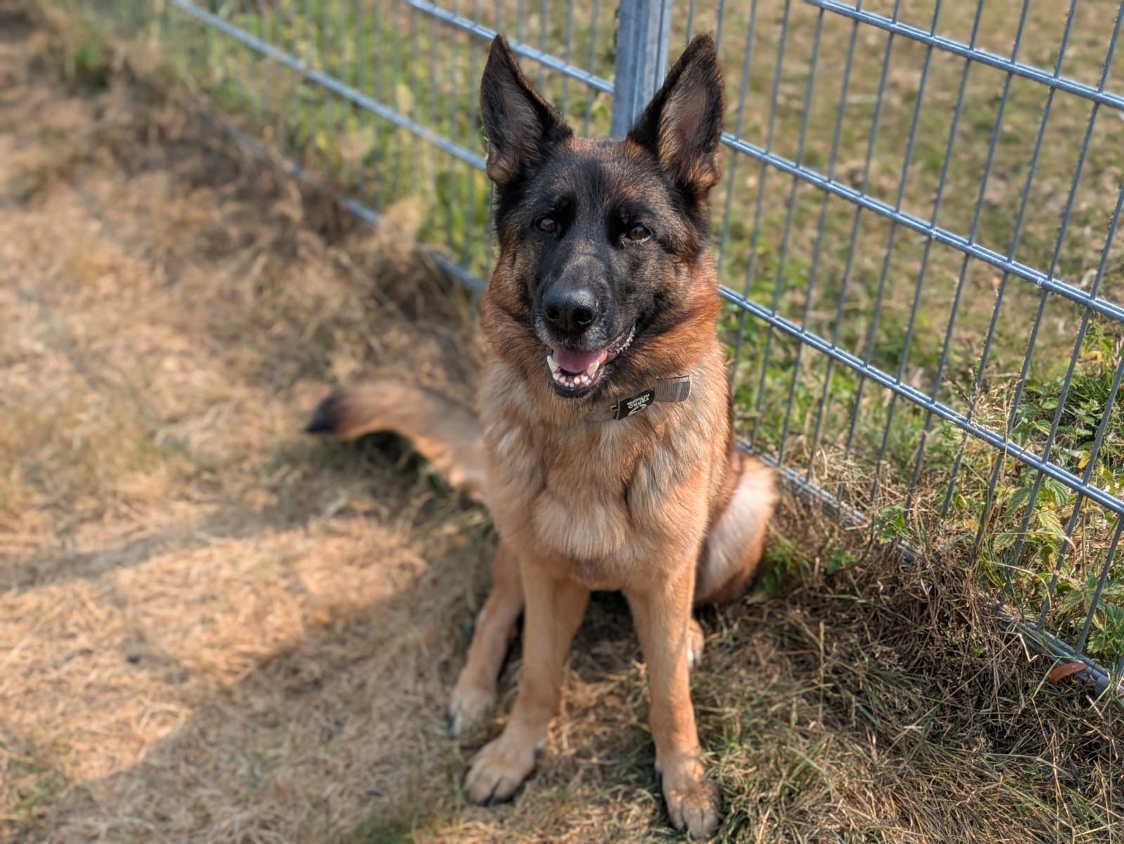 Gina – Tierheim Wipperfürth
