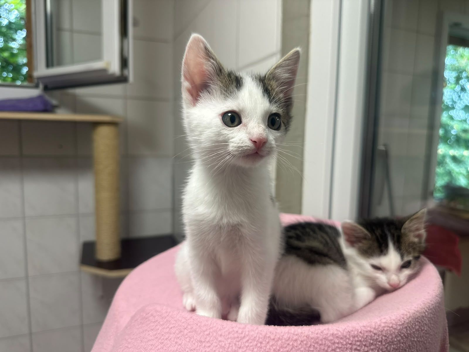 Kennie – Tierheim Wipperfürth