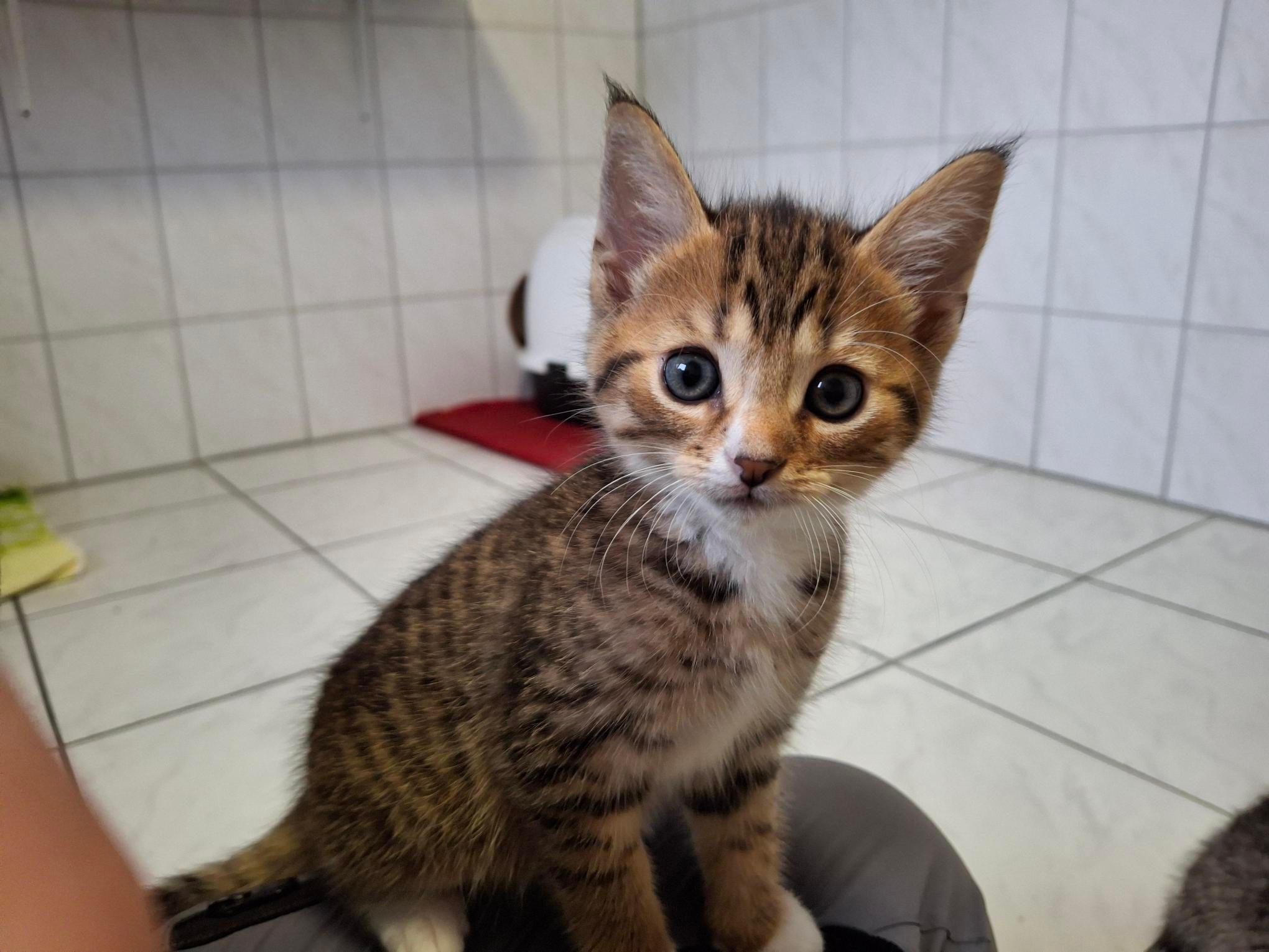 Klaus