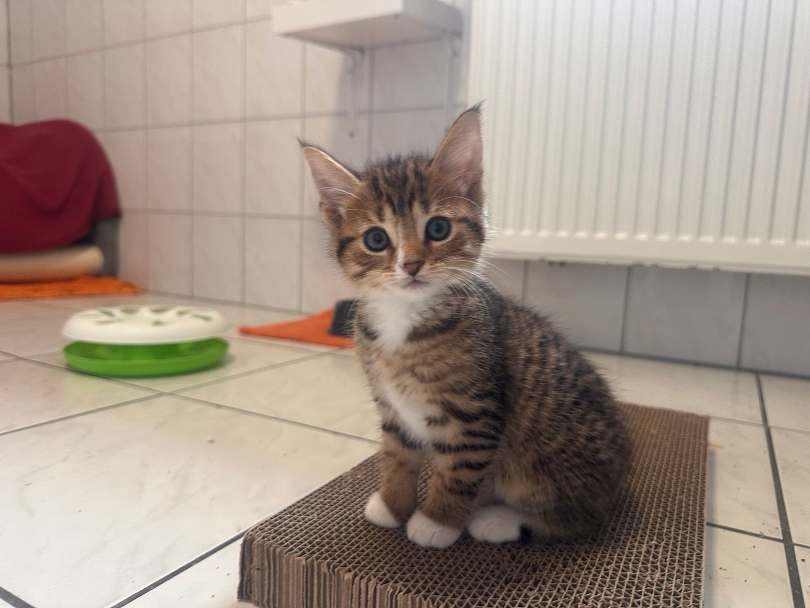 Klaus – Tierheim Wipperfürth