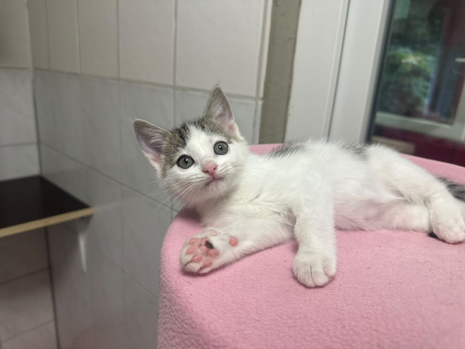 Maddie – Tierheim Wipperfürth