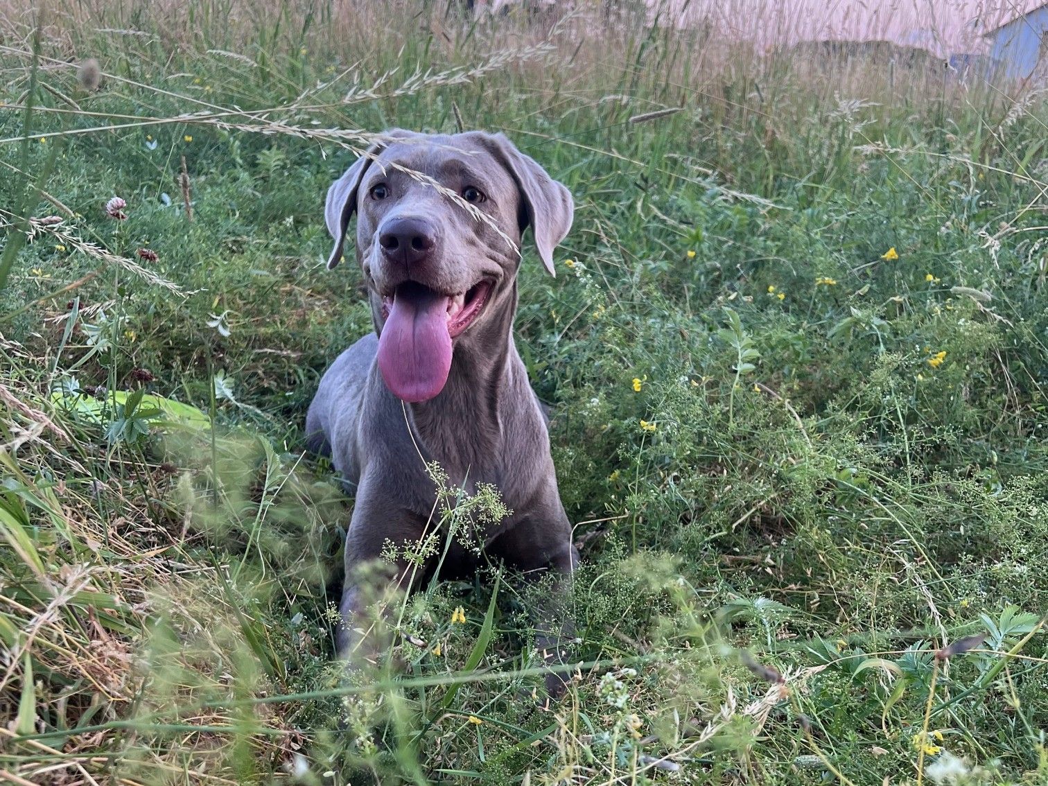 Maila – Tierheim Wipperfürth