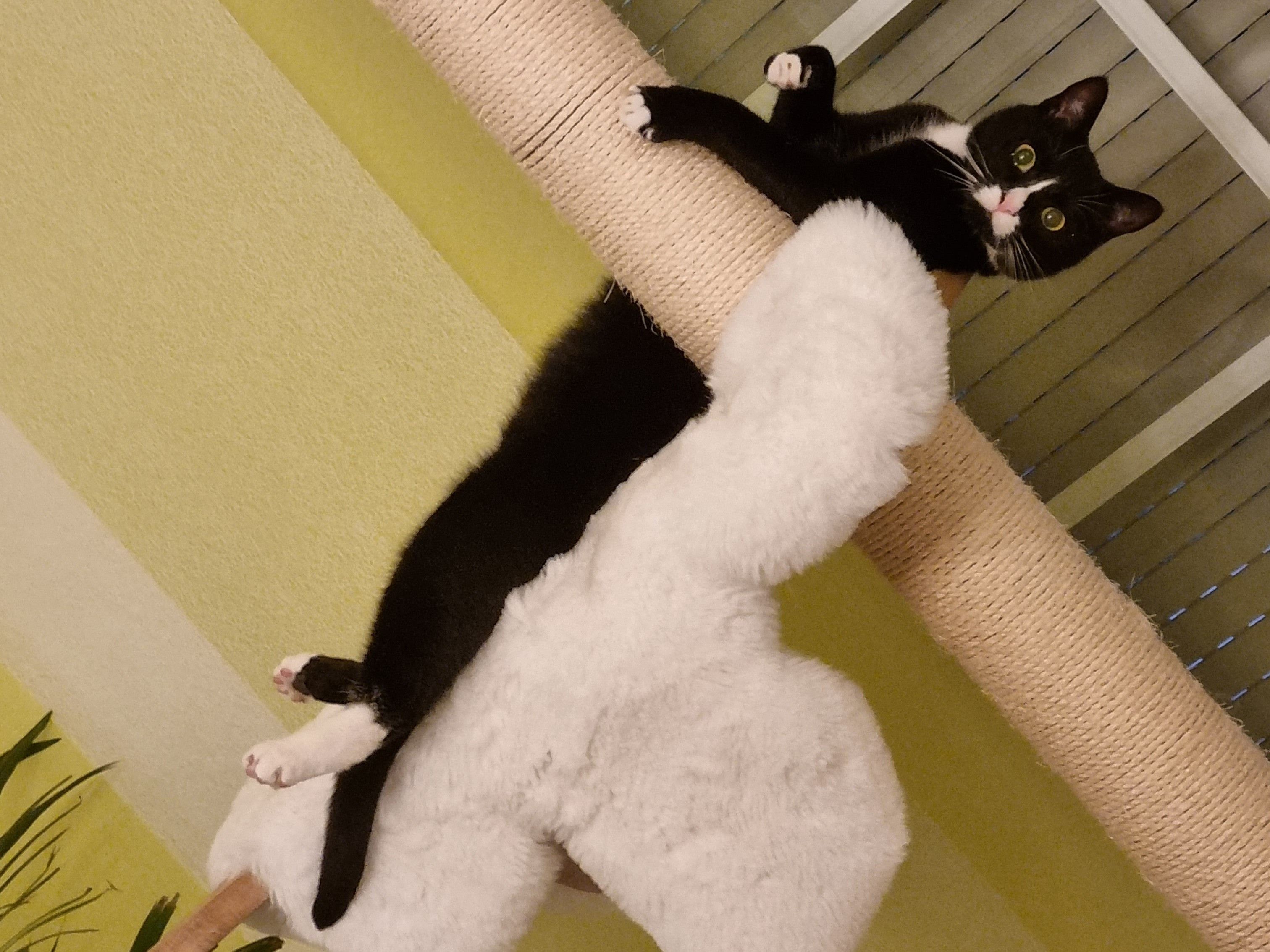 Milo