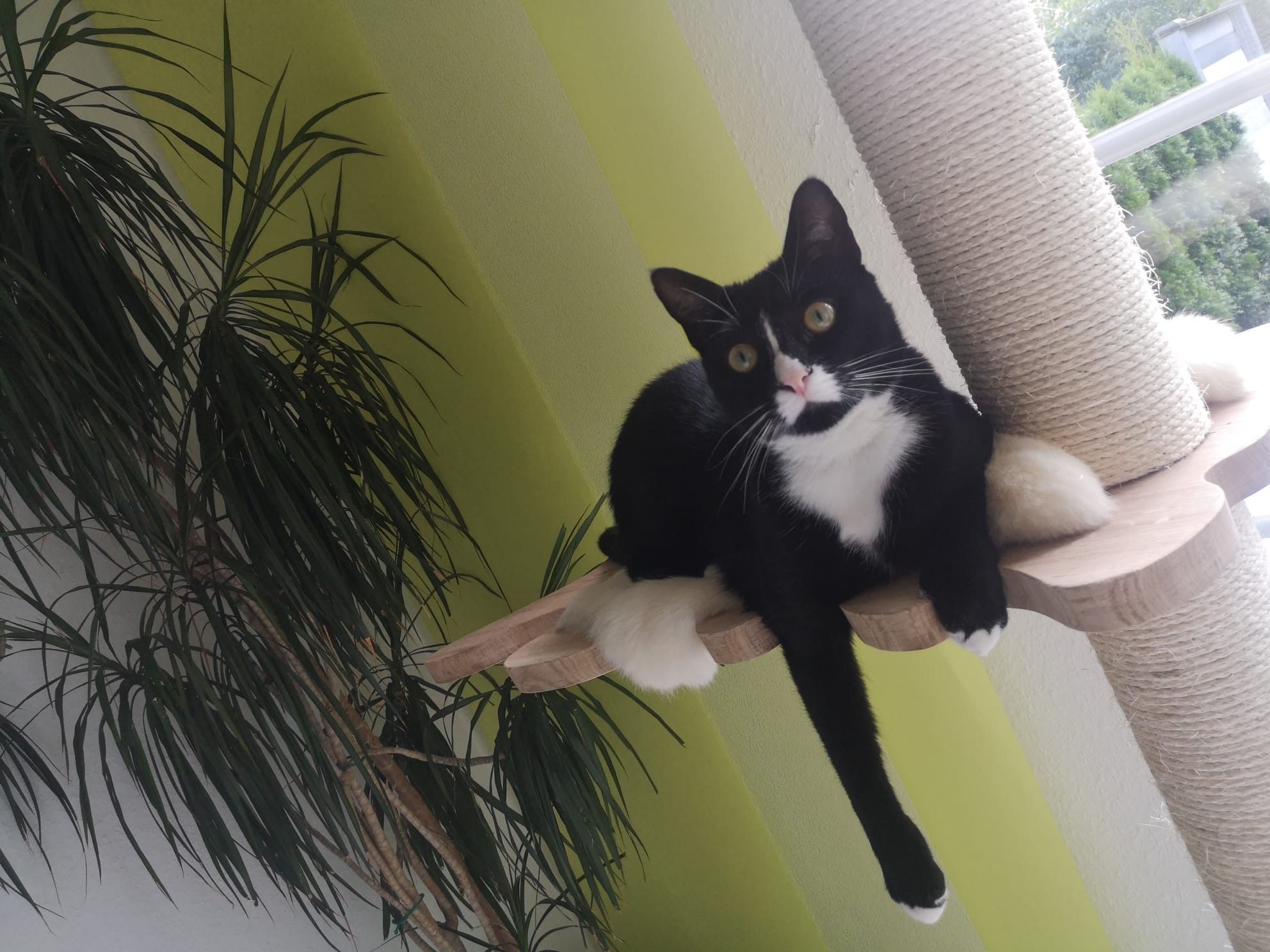 Milo – Tierheim Wipperfürth