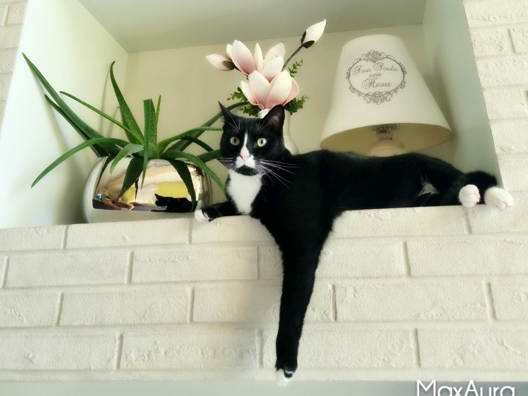 Milo