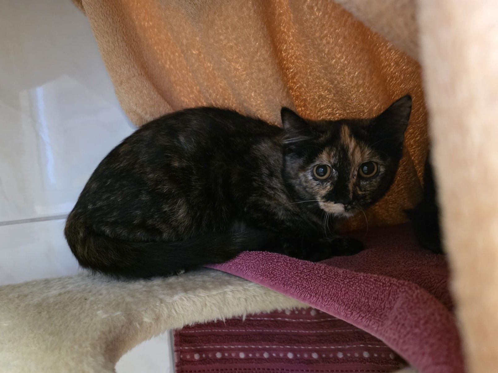 Sophie – Tierheim Wipperfürth