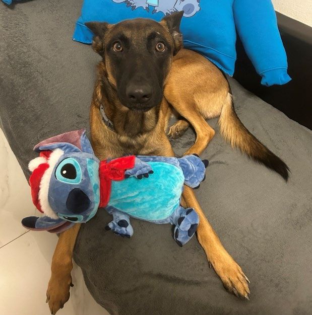 Stitch