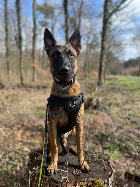 Stitch – Tierheim Wipperfürth