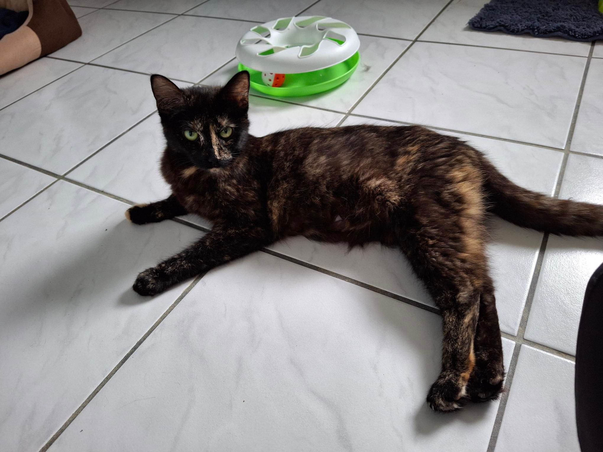 Susi