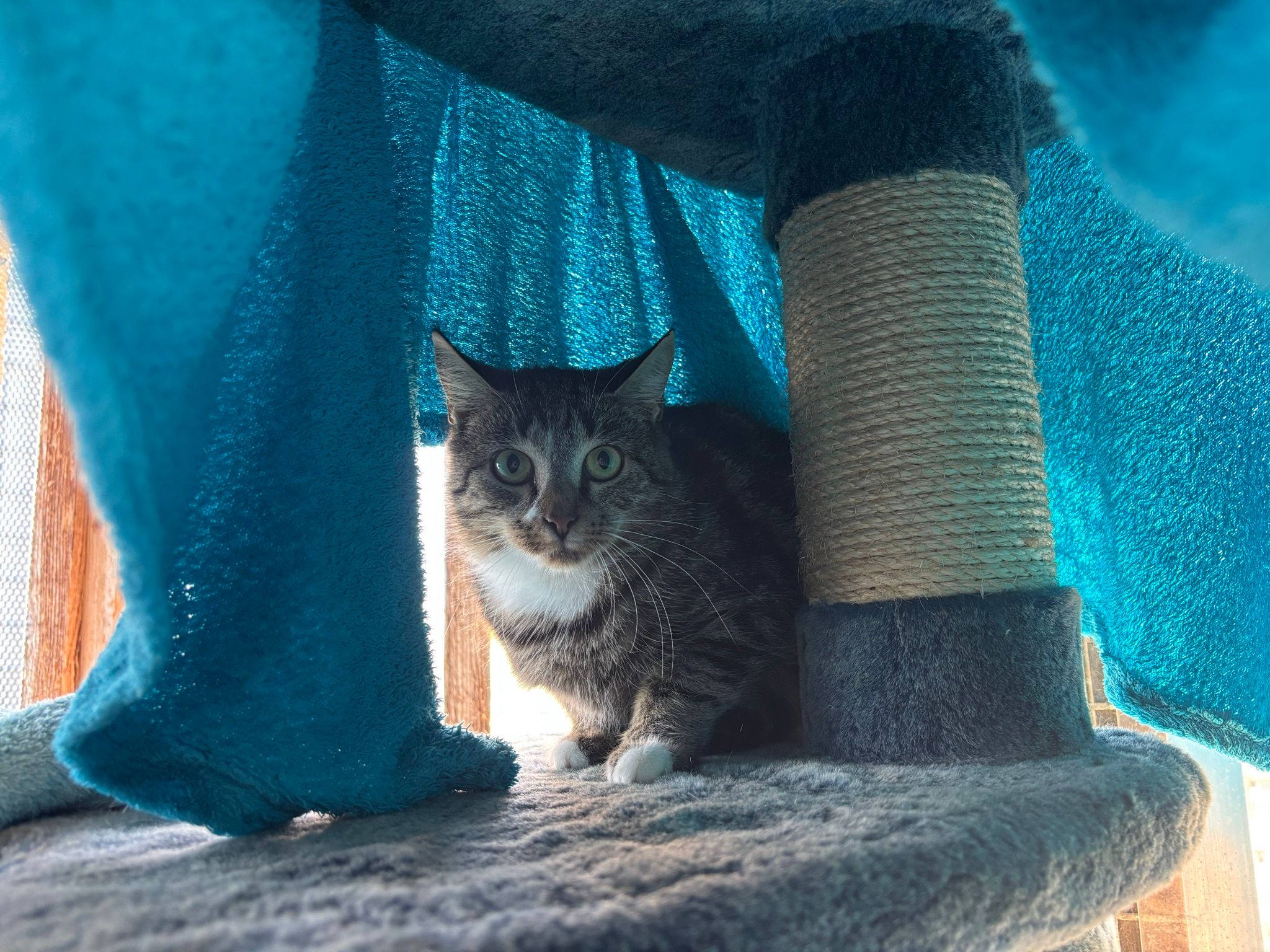 Tina – Tierheim Wipperfürth