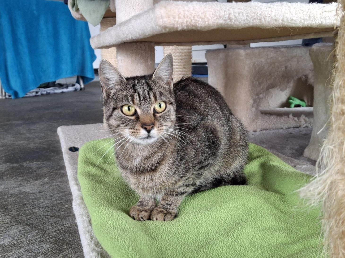 Rita – Tierheim Wipperfürth