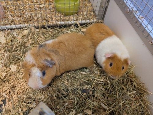 Ari und Thor
