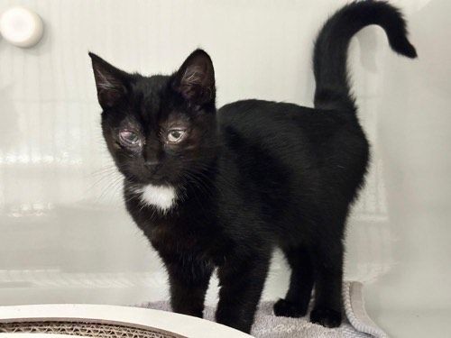 Ayumi