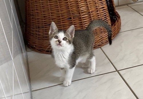 Benji