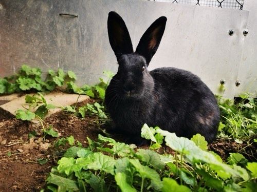 Blacky
