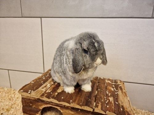 Bommel