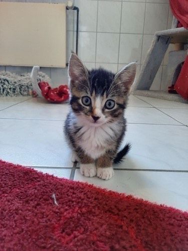 Feline