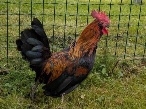 Ferdinand