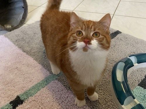 Finn