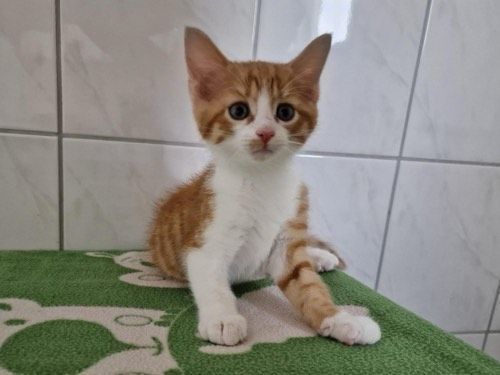 Finn