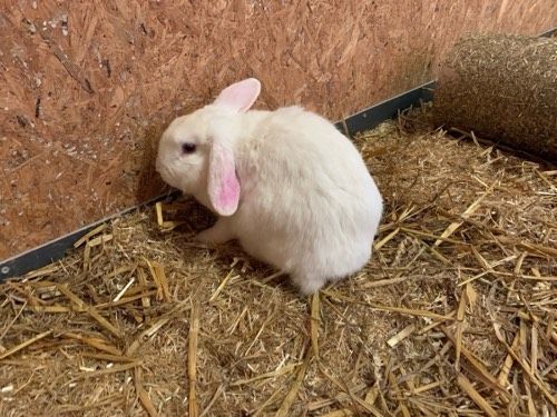 Fridolin