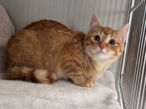 Garfield