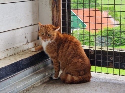 Garfield