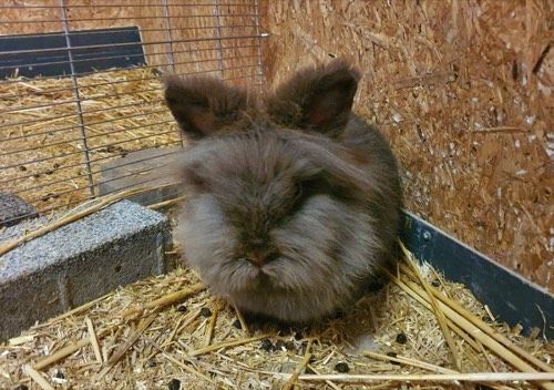 Gustav