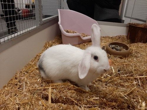 Henriette
