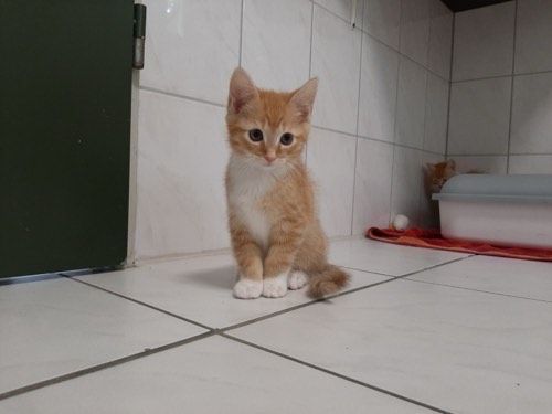 Jafar