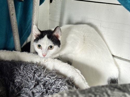 Kiko