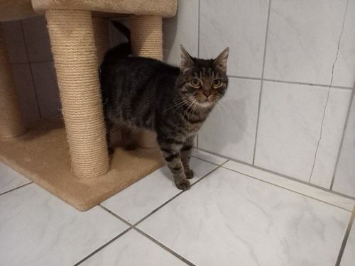 Kimba