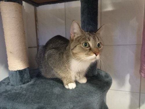 Kira