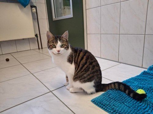 Kosmo