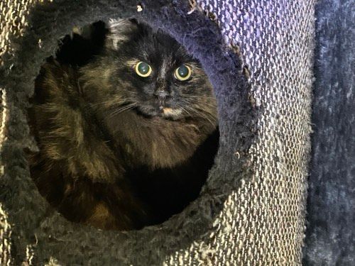Löri