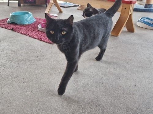 Luca