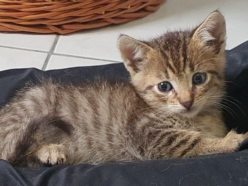 Luka