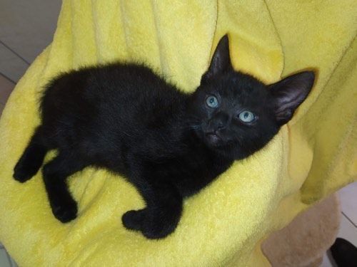 Lupin