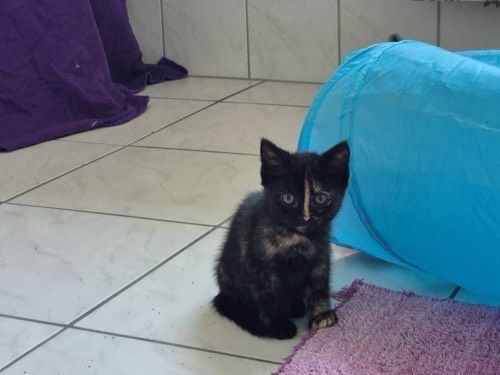 Lyanna