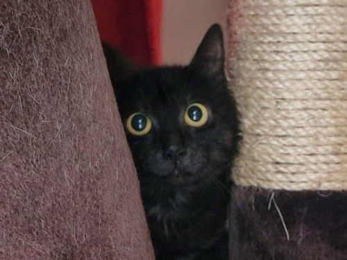 Marla
