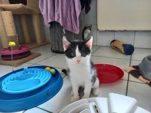 Marvin